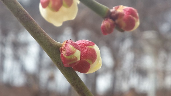 ▲ 9일 충북 청주 대부분 지역이 꽃샘추위로 쌀쌀한 가운데 분홍매화가 꽃망울을 터트릴 준비를 하고 있다.ⓒ김종혁 기자