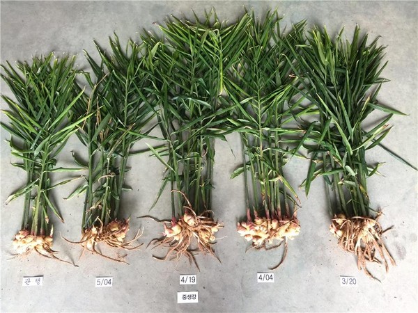 ▲ 충남도는 생강 수확량을 최대 40% 증대 재배법을 개발했다.ⓒ충남도