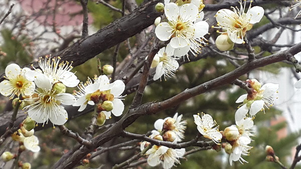 ▲ 14일 충북지역은 구름과 박무가 가득한 흐린 날씨로 월요일 아침을 맞은 가운데 매화가 활짝 피어났다.ⓒ김종혁 기자