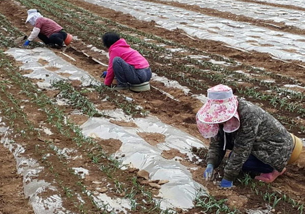 ▲ 단양의 한 마늘밭에서 싹이 올라오도록 비닐에 구멍을 뚫어주는 농부들의 손길이 바쁘다ⓒ단양군