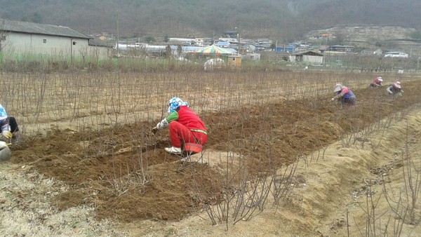 ▲ 군위군농업기술센터는 과학영농실증시범포에서 생산한 사과우량 M9 자근대목 13,000주 정도를 관내 과수농가에 분양할 계획이다. ⓒ군위군 제공