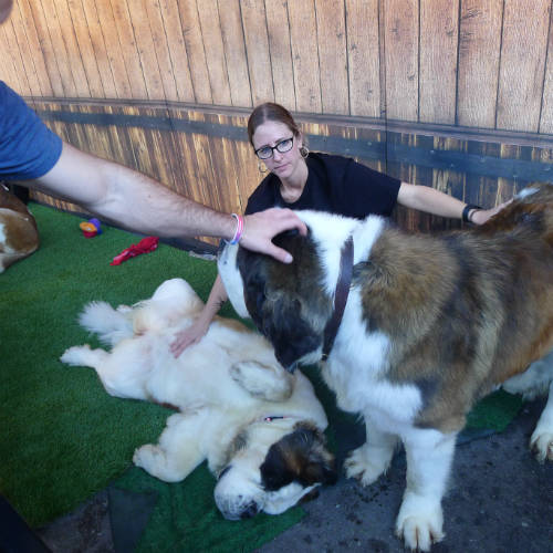 ▲ 스마트폰 구조견 세인트버나드ⓒ뉴데일리경제