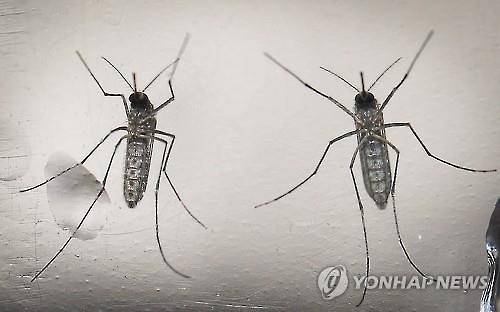 ▲ 지카 바이러스를 옮기는 숲모기.ⓒ연합뉴스
