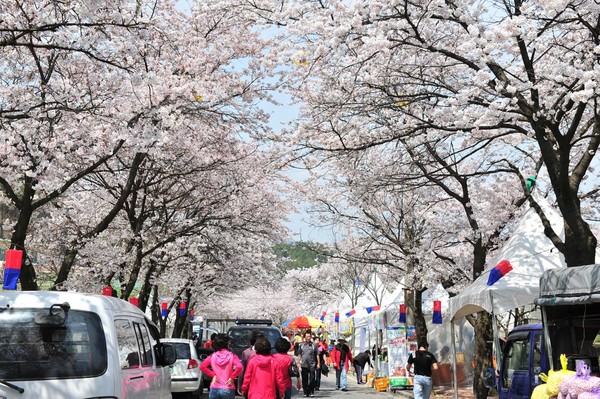 ▲ 지난해 축제기간 청풍면 일원에 만발한 벚꽃 모습ⓒ제천시