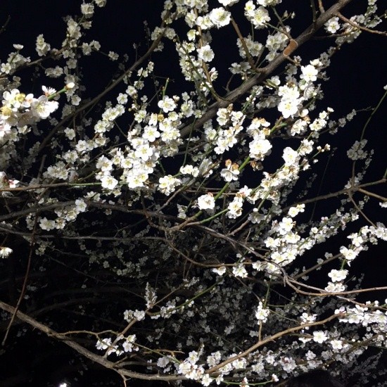 ▲ 배우 오인혜가 직접 촬영한 매화 나무.