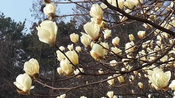 ▲ 충북 청주의 한 공원에 28일 목련이 활짝 피었다.ⓒ김종혁 기자