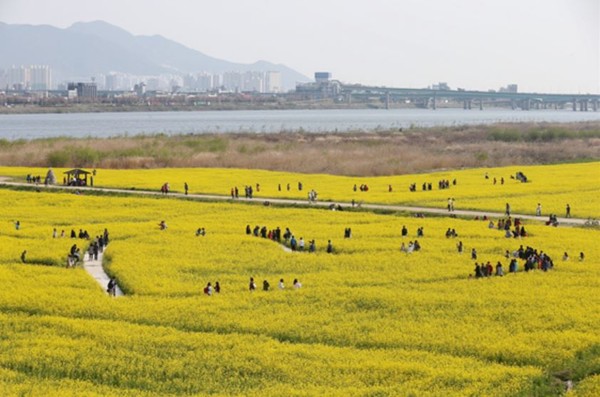 ▲ 2015년 개최된 제 4회 낙동강 유채꽃 축제ⓒ부산시