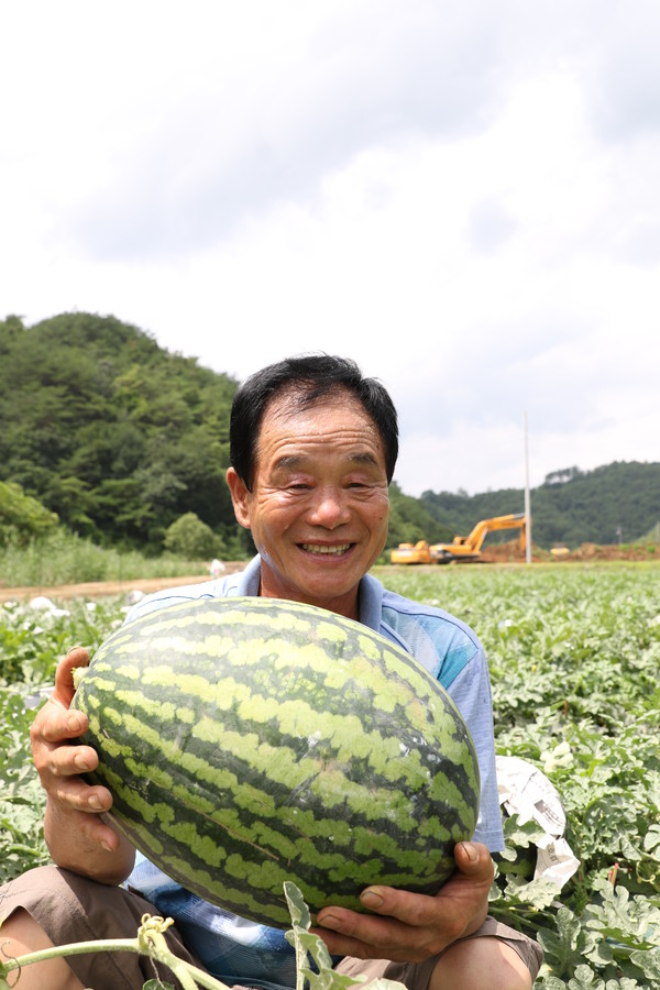 ▲ 지난해 어상천 수박 농가가 수확한 수박을 자랑하고 있는 모습ⓒ단양군