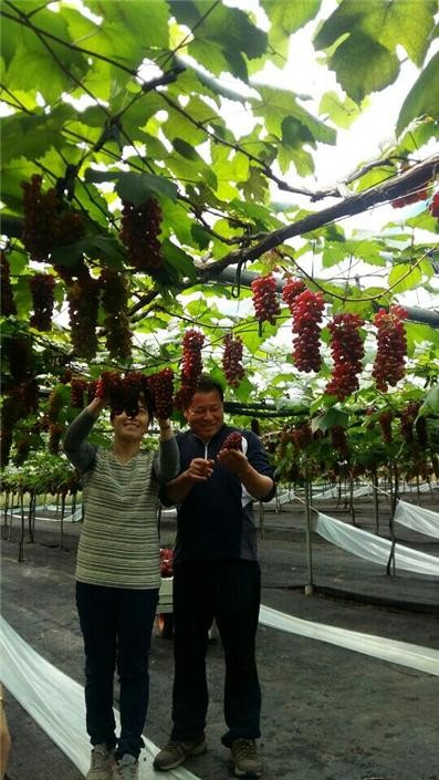 ▲ 씨 없는 포도로 잘 알려진 ‘델라웨어’포도 수확이 한창이다.ⓒ대전시