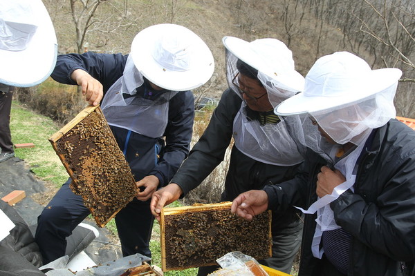 ▲ 예천군이 국내 꿀벌 신품종 ‘장원’ 종봉 확대 보급에 나서기로 한 가운데 예천군 곤충연구소 직원이 꿀을 채취하고 있다.ⓒ예천군 제공
