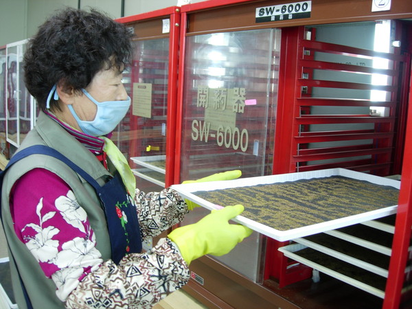 ▲ 영천시가 과수농가 소득을 위해 운영중인 꽃가루은행이 호응을 얻고 있는 가운데 농업기술센터에서 꽃가루를 만드는 모습.ⓒ영천시 제공