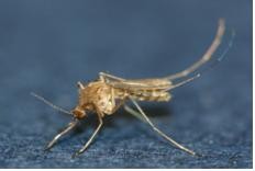 ▲ 사진은 이번에 발견된 '작은 빨간집 모기.ⓒ대구시 제공