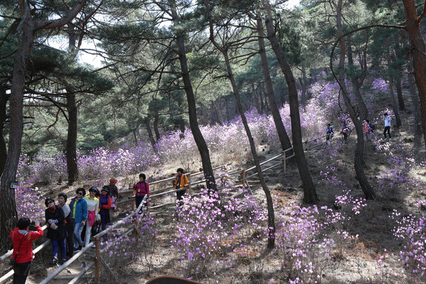 ▲ 괴산 '산막이 옛길'의 진달래 동산.ⓒ괴산군