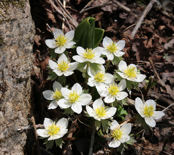 ▲ 소백산에 모습을 드러낸 '모데미풀'ⓒ소백산국립공원