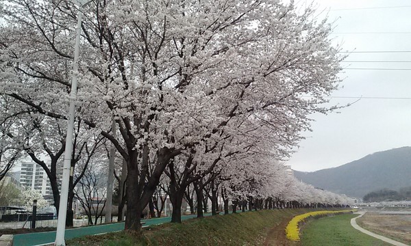 ▲ 상주시는 동쪽으로는 낙동강과 서쪽으로는 속리산을 중심으로 동저서고형의 평야와 산악지대로 현재 피기 시작한 평야지대에서 산악지대까지 한 달여간 벚꽃을 볼 수 있어 새로운 명소로 주목을 끌고 있다. ⓒ상주시 제공