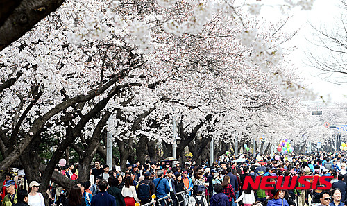 ▲ 6일 오후 서울 여의도 벚꽃축제를 찾아 벚꽃을 구경하고 사진을 찍는 많은 시민들로 윤중로가 북적이고 있다. ⓒ뉴시스