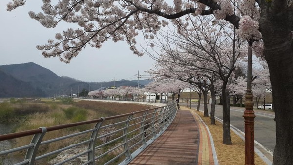 ▲ 영덕군의 젖줄 오십천 강변길이 벚꽃거리로 재탄생 했다. ⓒ영덕군 제공