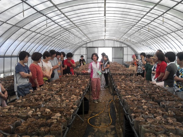 ▲ 청주시가 추진하는 농업문화 그린투어에서 버섯농가 현장을 방문한 모습.ⓒ청주시