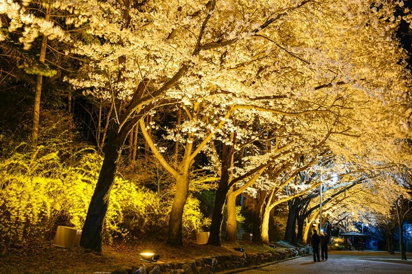 ▲ '2016 서울대공원 벚꽃축제' 8일부터 17일까지 서울대공원 일대에서 열린다. ⓒ서울시
