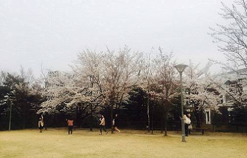 ▲ 지난 6일 서울 노원구 서울여자대학교에서 학생들이 벚꽃을 감상하고 있다. ⓒ뉴데일리경제