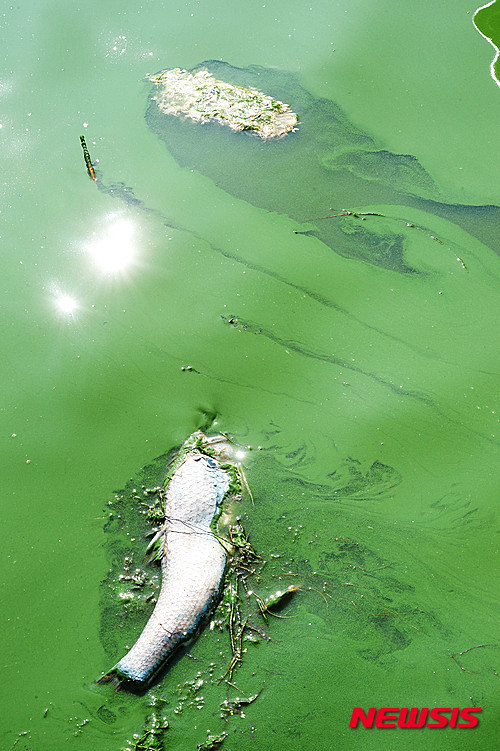 ▲ 작년 6월 한강하류에 녹조가 심각하게 발생해 있는 경기도 고양시 행주대교 북단 행주나루터 앞에 물고기들이 폐사해 있다. ⓒ뉴시스