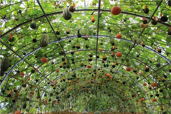 ▲ 청주시농업기술센터가 청원생명축제 준비에 박차를 가하고 있다.ⓒ청주시