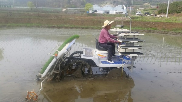 ▲ 충북 증평군 양철주씨가 14일 도내에서 올해 첫 모내기를 하고 있다.ⓒ충북도