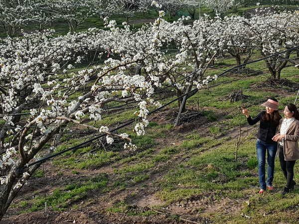 ▲ 영동읍 매천리 배목골 마을의 배밭 모습.ⓒ영동군