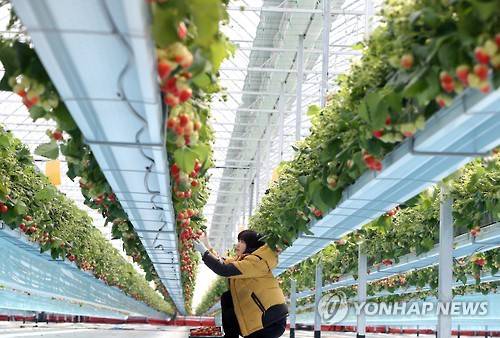 ▲ 스마트팜 시스템을 갖춘 딸기 농장.ⓒ연합뉴스
