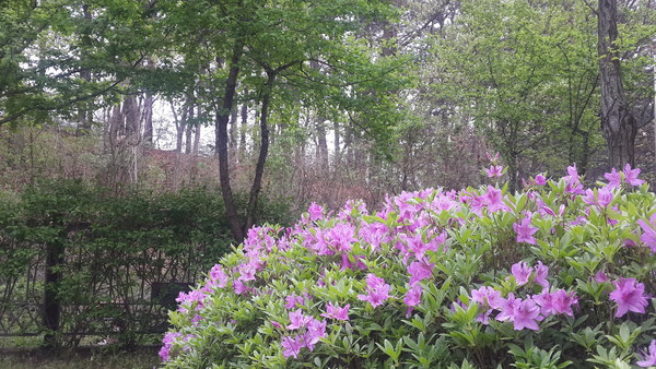 ▲ 봄꽃들이 만개한 곡우날, 충북지역은 흐리고 늦은밤부터 비가 내릴 전망이다.ⓒ김종혁 기자