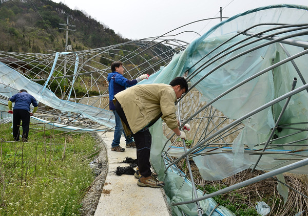 ▲ 제천시 공무원들이 강풍으로 피해를 입은 덕산면 일원에서 시설물 철거와 비닐 제거작업을 하고 있다.ⓒ제천시