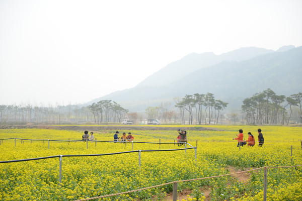 ▲ 내포신도시에 유채꽃이 활짝피며 장관을 이루고 있다.ⓒ충남도