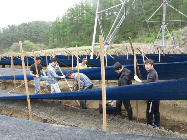 ▲ 옥천군 공무원들이 20일 강풍으로 인한 피해복구를 하고 있다.ⓒ옥천군