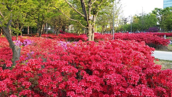 ▲ 사진은 봄꽃이 활짝핀 대전시청사 화단 전경.ⓒ대전시