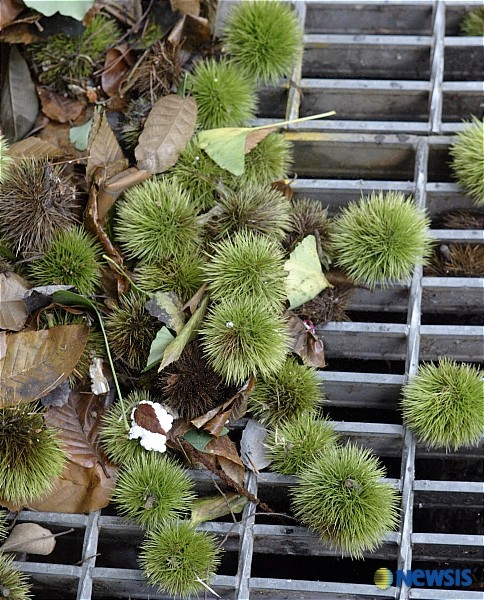 ▲ 빗물받이는 집중호우 시 중요 배수시설이지만 이물질 등에 자주 막힌다. 가을철 밤송이가 덮고 있는 빗물받이 모습ⓒ뉴시스