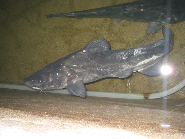 ▲ 충남 '금강 종어' 모습.ⓒ충남도