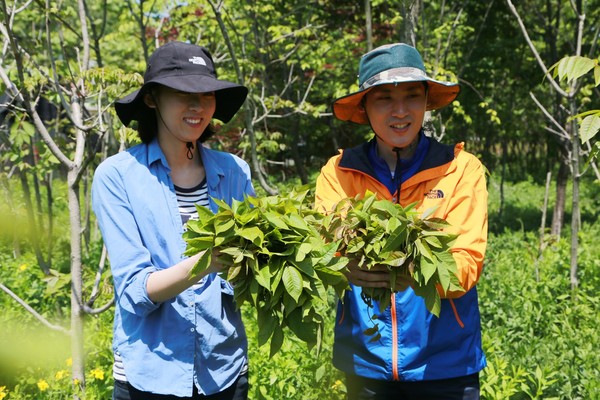 ▲ 옻재배 농가에는 지금 참옻순 수확이 한창이다.ⓒ옥천군