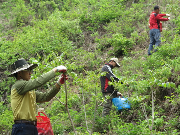 ▲ 지금 옥천에는 옻순채취가 한창이다.ⓒ옥천군