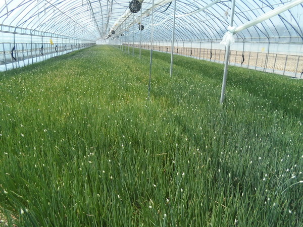 ▲ 예천군이 수입산 잎쪽파 종구를 대체할 국내산 ‘단경기 잎쪽파 재배용 종구 생산 실증시험’에 성공했다.ⓒ예천군 제공