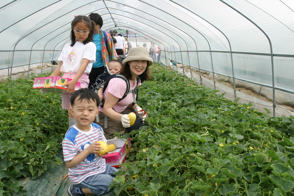 ▲ 성주군이 19~22일까지 참외따기 체험행사를 갖는다. 접수는 17일까지 성주군농업기술센터로 하면 된다.ⓒ성주군 제공