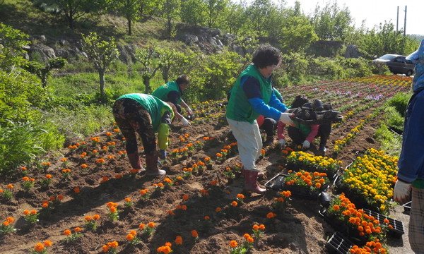 ▲ 김천시 봉산면 새마을협의회가 4일 봉산면 일대 봄꽃 식재 작업을 펼치고 있다.ⓒ김천시 제공