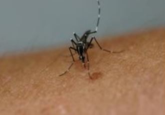 ▲ 지카바이러스 매개체로 알려진 '흰줄 숲모기'