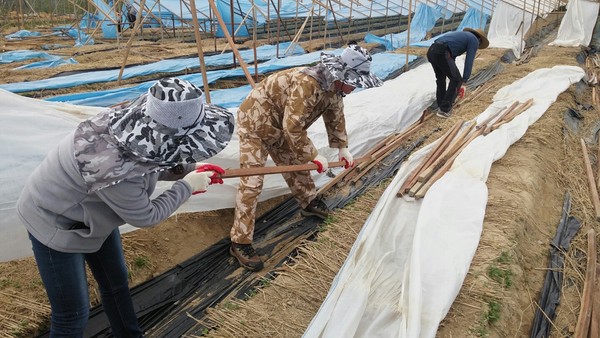 ▲ 충북 영동군 농업기술센터 직원 20여명이 강풍피해 농가의 복구작업을 돕고 있다.ⓒ영동군