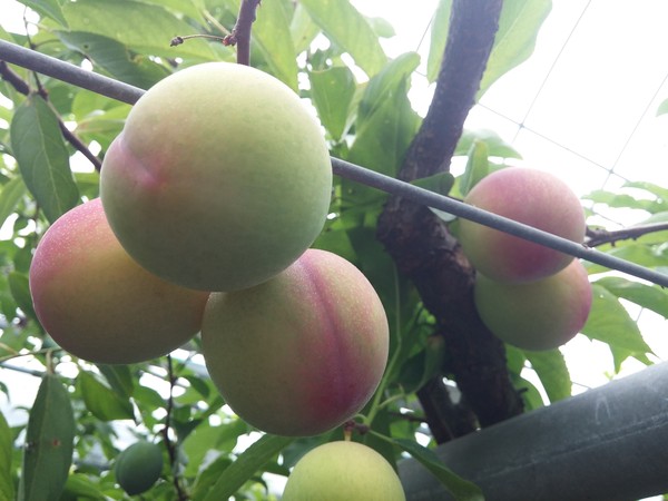 ▲ 지난 9일 본격 수확이 된 김천자두. 전국 최고의 맛으로 소비자 입맛을 사로잡을 것으로 보인다.ⓒ김천시 제공