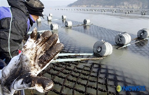 ▲ 2008년 1월 6일 오후 조수 간만의 차가 커지는 사리 물때를 앞두고 충남 태안에서 유출된 기름 찌꺼기인 타르가 전남 해안으로 대량 밀려올 것으로 우려되고 있는 가운데 전남 신안군 임자면 삼두리 김양식장에서 시커먼 타르가 묻어 나오고 있다. ⓒ뉴시스