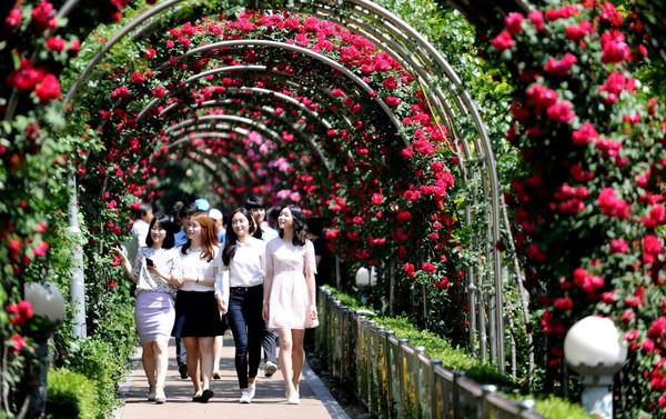 ▲ 중랑천 장미터널 ⓒ중랑구