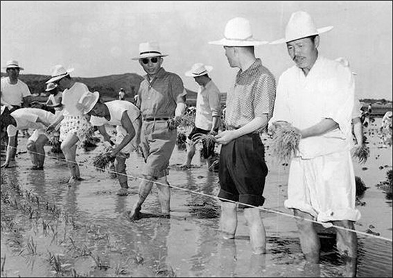 ▲ 새마을 운동에 앞장선 박정희 대통령. 모내기 모습(자료사진)