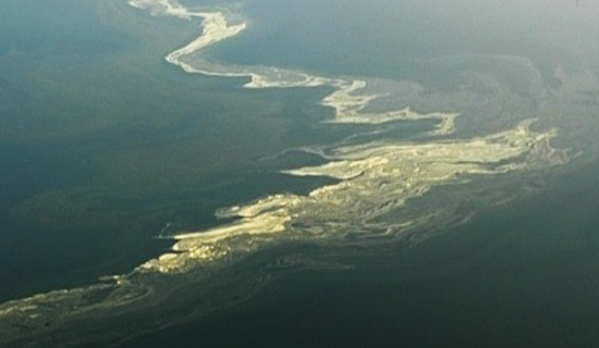 ▲ 국민안전처에 다르면 바다에 흩날린 송화가루를 기름 유출로 인한 해양 오염으로 오인해 신고하는 경우가 많았다고 한다. ⓒ국민안전처 제공