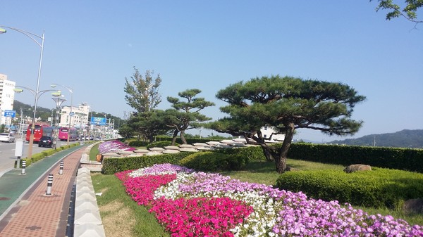 ▲ 김천시는 본격적인 수목생장 시기를 앞두고 시가지 중앙분리대 및 주요 조경지 소나무 등을 대상으로 조형소나무 전문 정밀전정 작업을 실시하고 있다. ⓒ김천시 제공