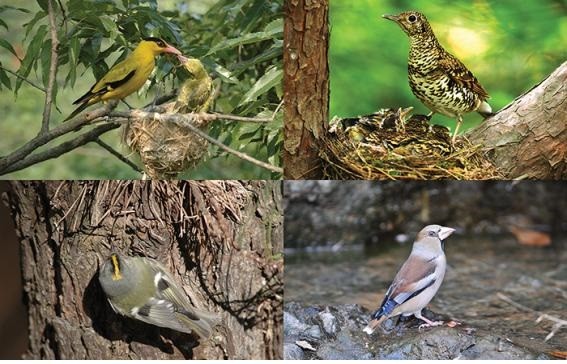 ▲ 학교에 서식하고 있는 4종 조류사진. 왼쪽부터 시계방향으로 꾀꼬리, 호랑지빠귀, 콩새, 상모솔새.(사진제공: 윤무부 교수)ⓒ한국교원대